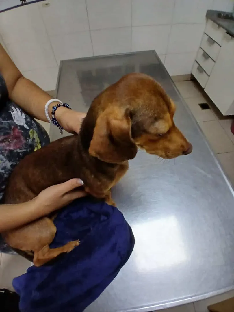 Un perro salchicha en la camilla de acero, sostenido por las manos de su dueña