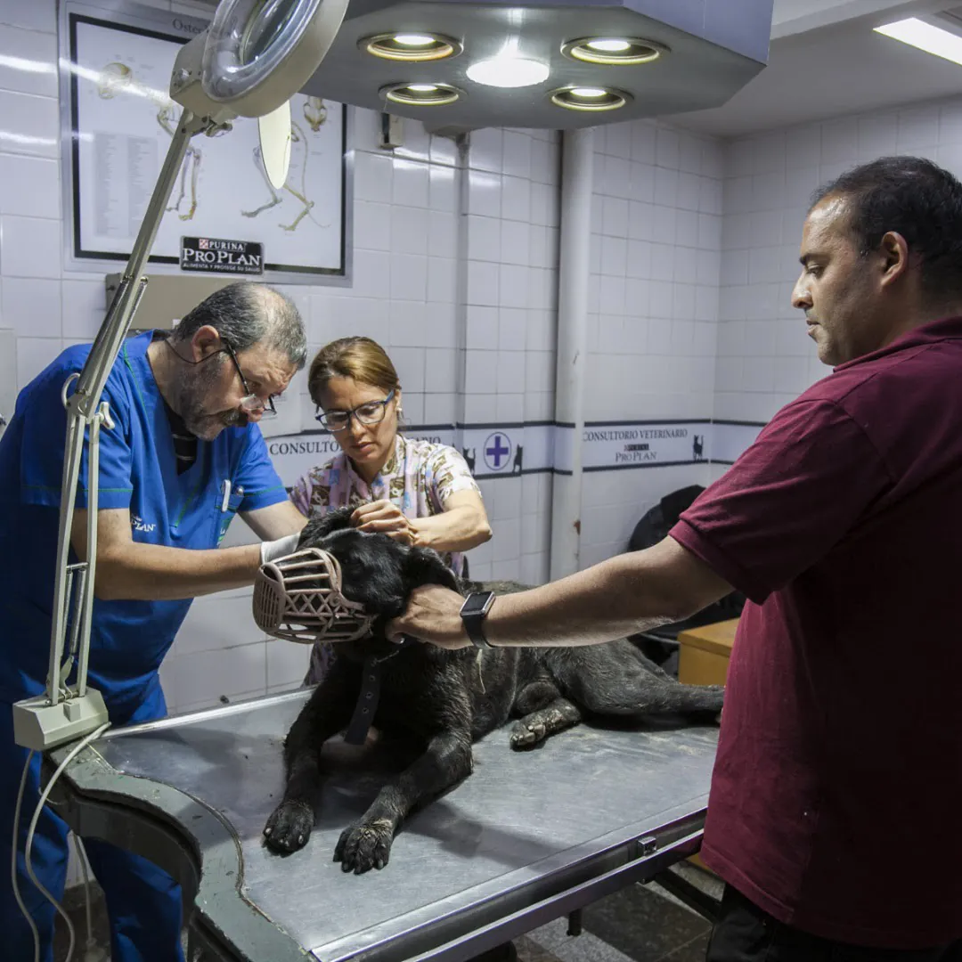Un veterinario y una veterinaria revisan a un perro negro en la camilla, con su dueño al lado